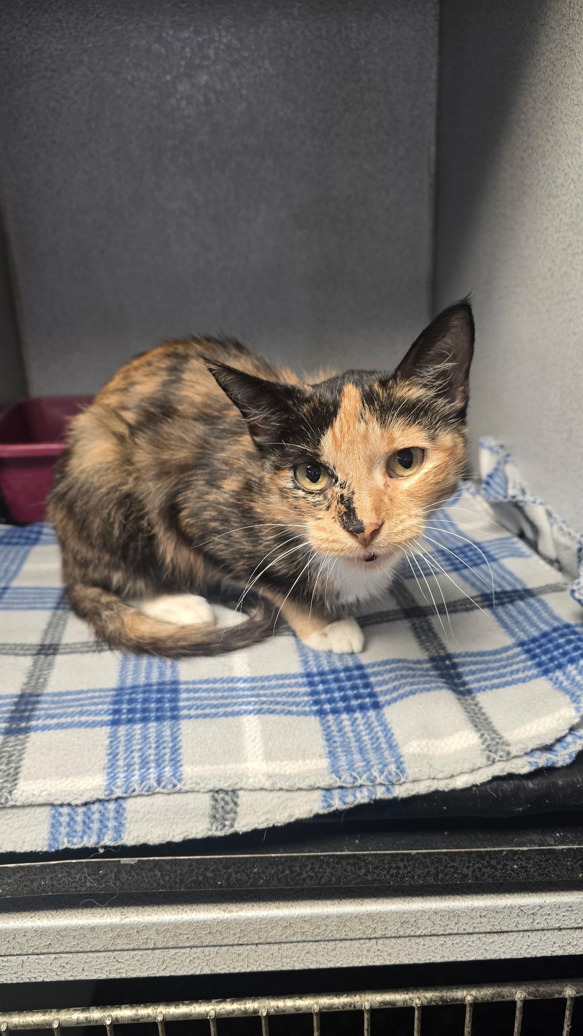 Enlarge Cookie, a Adopted mixed breed in Park Hill, OK image 1/1