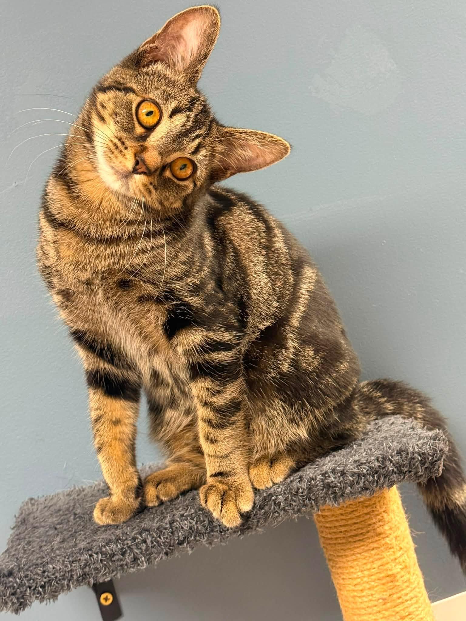 Eddie, a ADOPTABLE Domestic Short Hair in Indianapolis, IN image 3/6