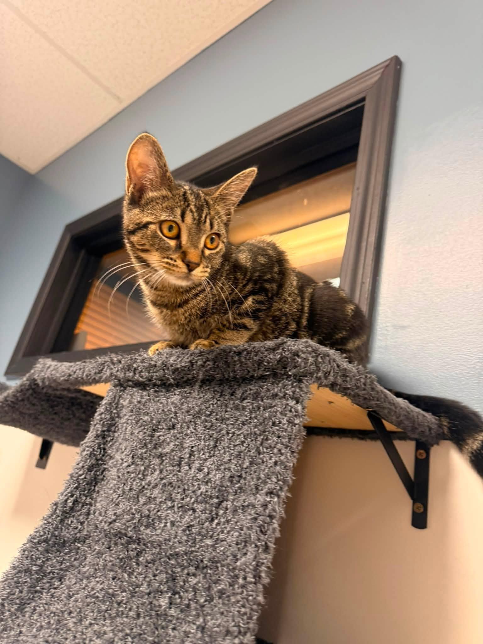 Eddie, a ADOPTABLE Domestic Short Hair in Indianapolis, IN image 5/6