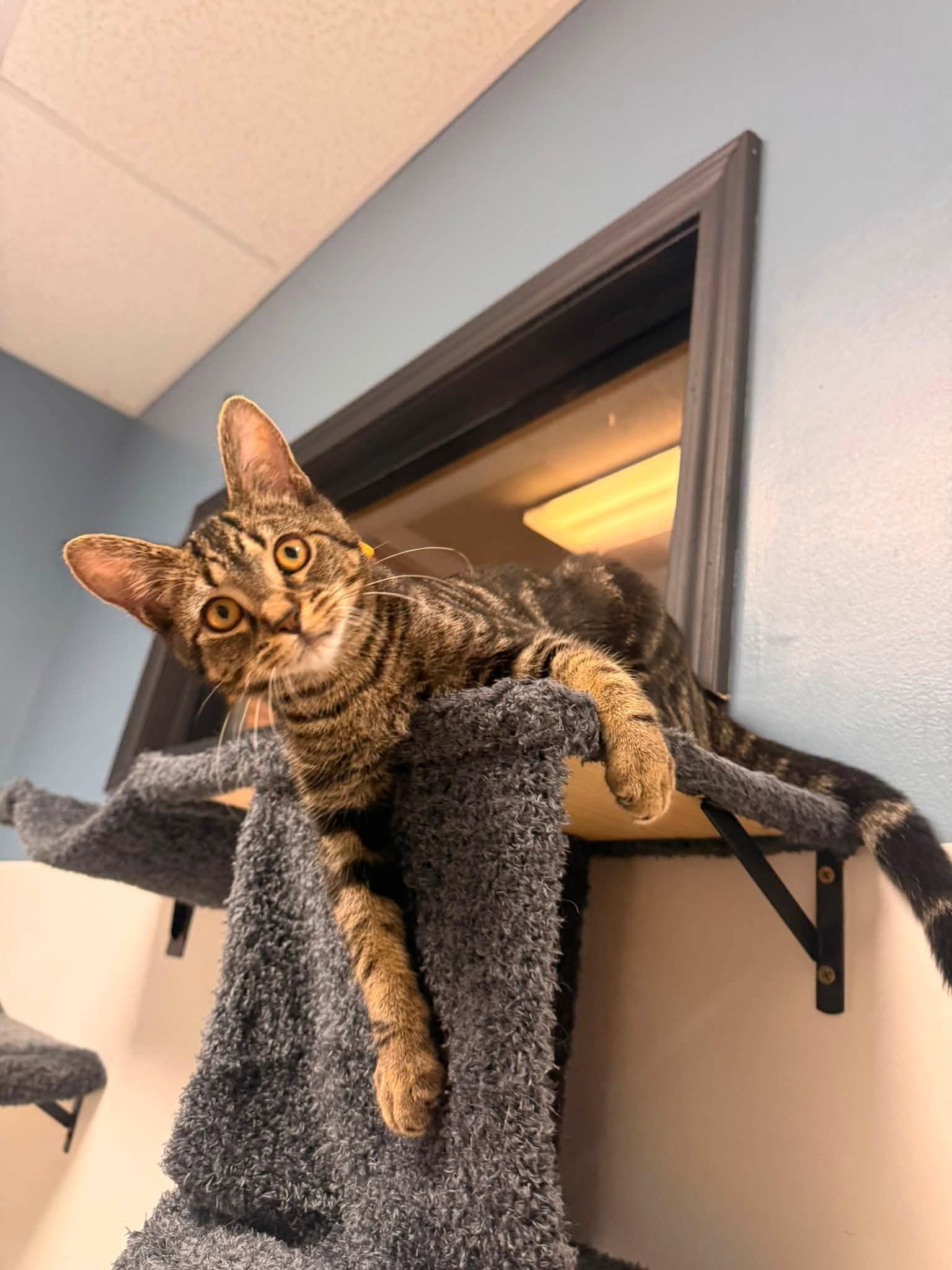 Eddie, a ADOPTABLE Domestic Short Hair in Indianapolis, IN image 4/6