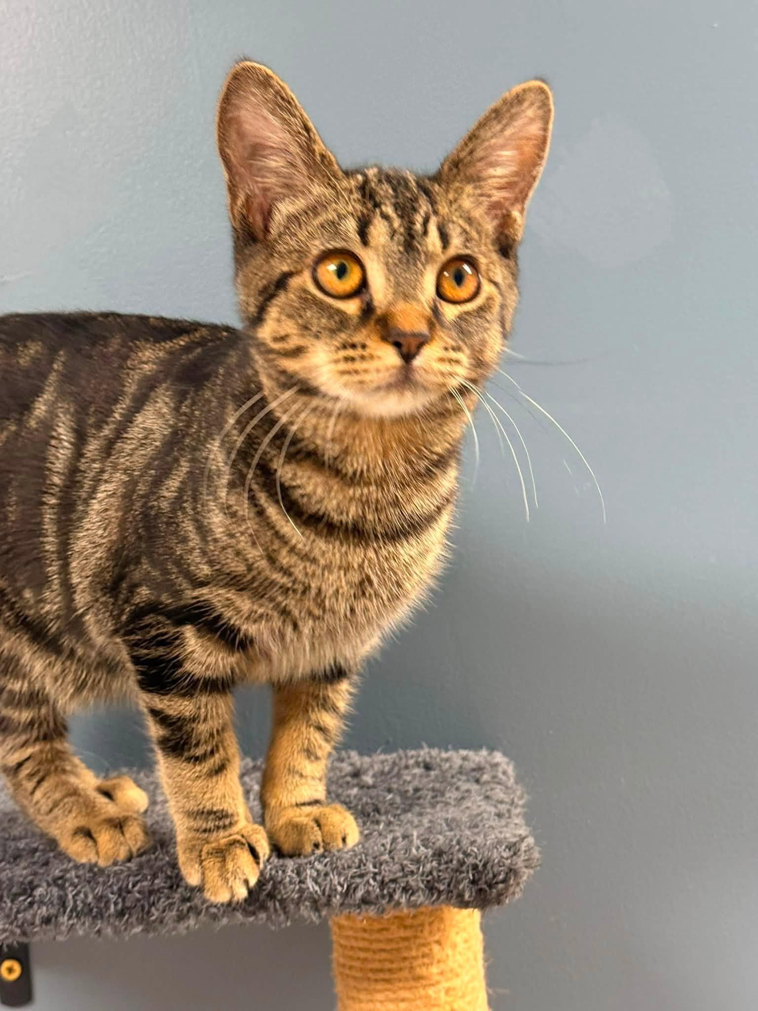 Eddie, a ADOPTABLE Domestic Short Hair in Indianapolis, IN image 6/6