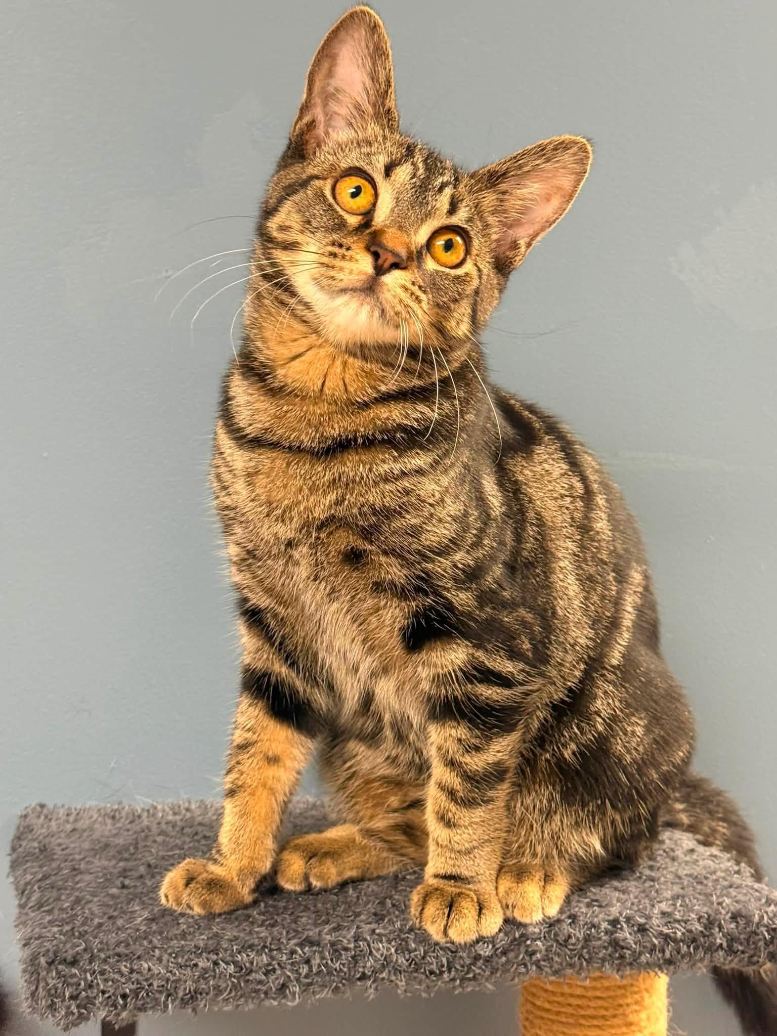 Eddie, ADOPTABLE, Kitten Female Domestic Short Hair.