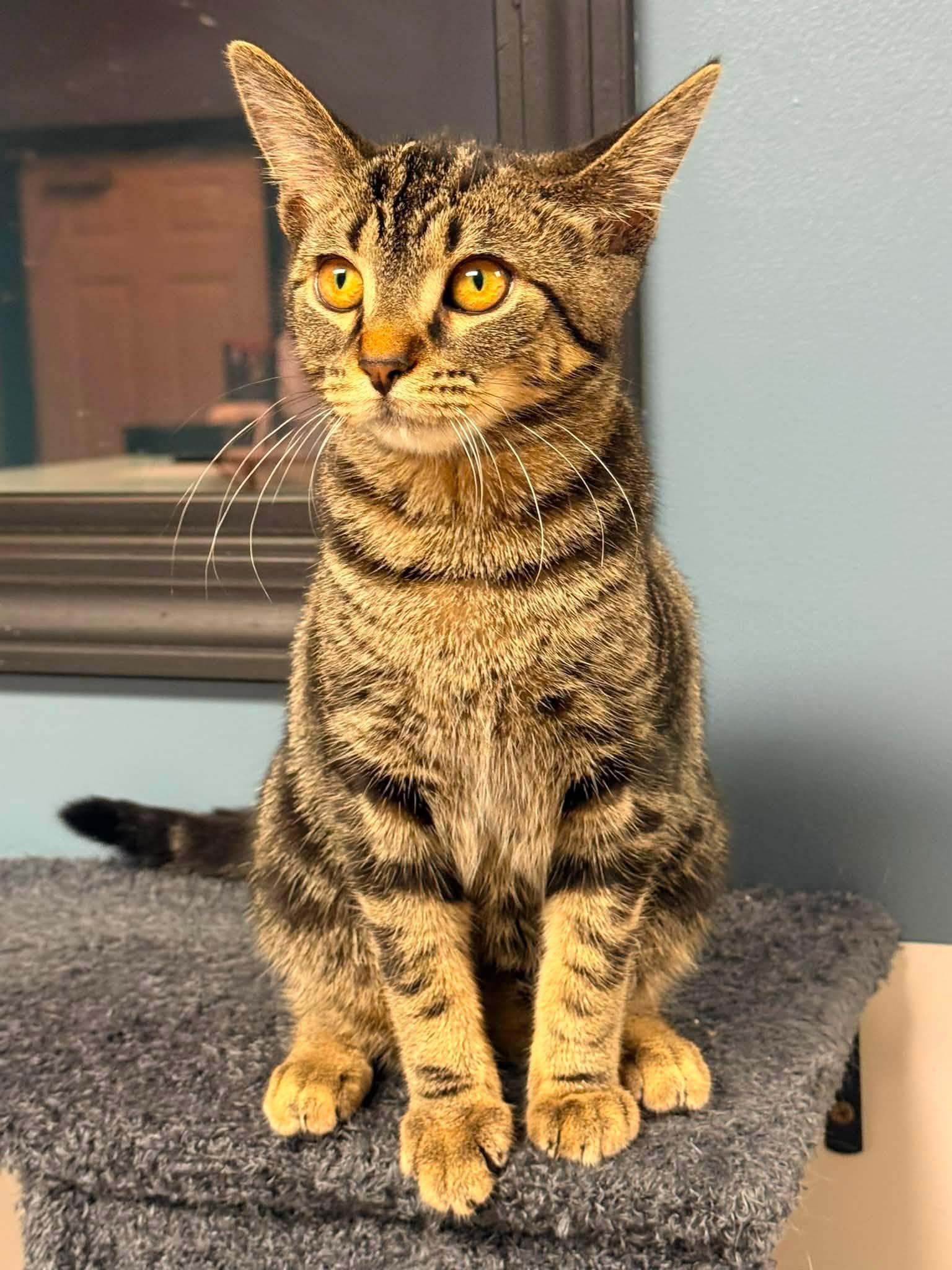Eddie, a ADOPTABLE Domestic Short Hair in Indianapolis, IN image 2/6