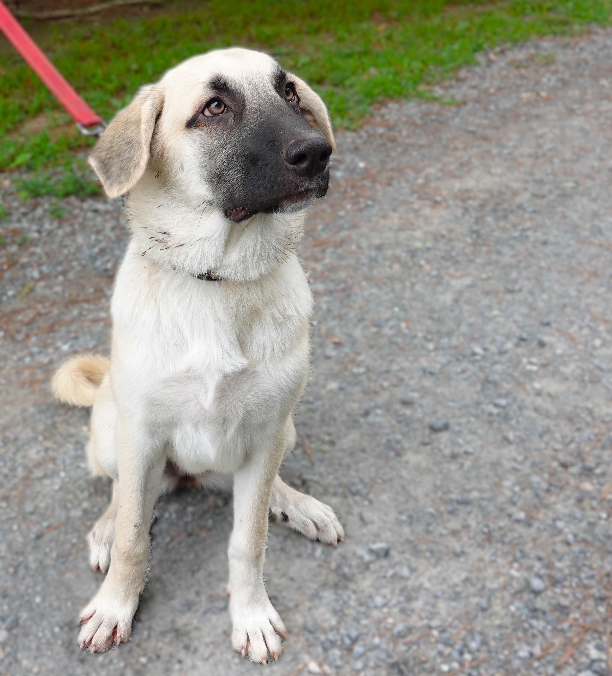 Sydney, a Adoptable mixed breed in Richmond, VA image 2/4