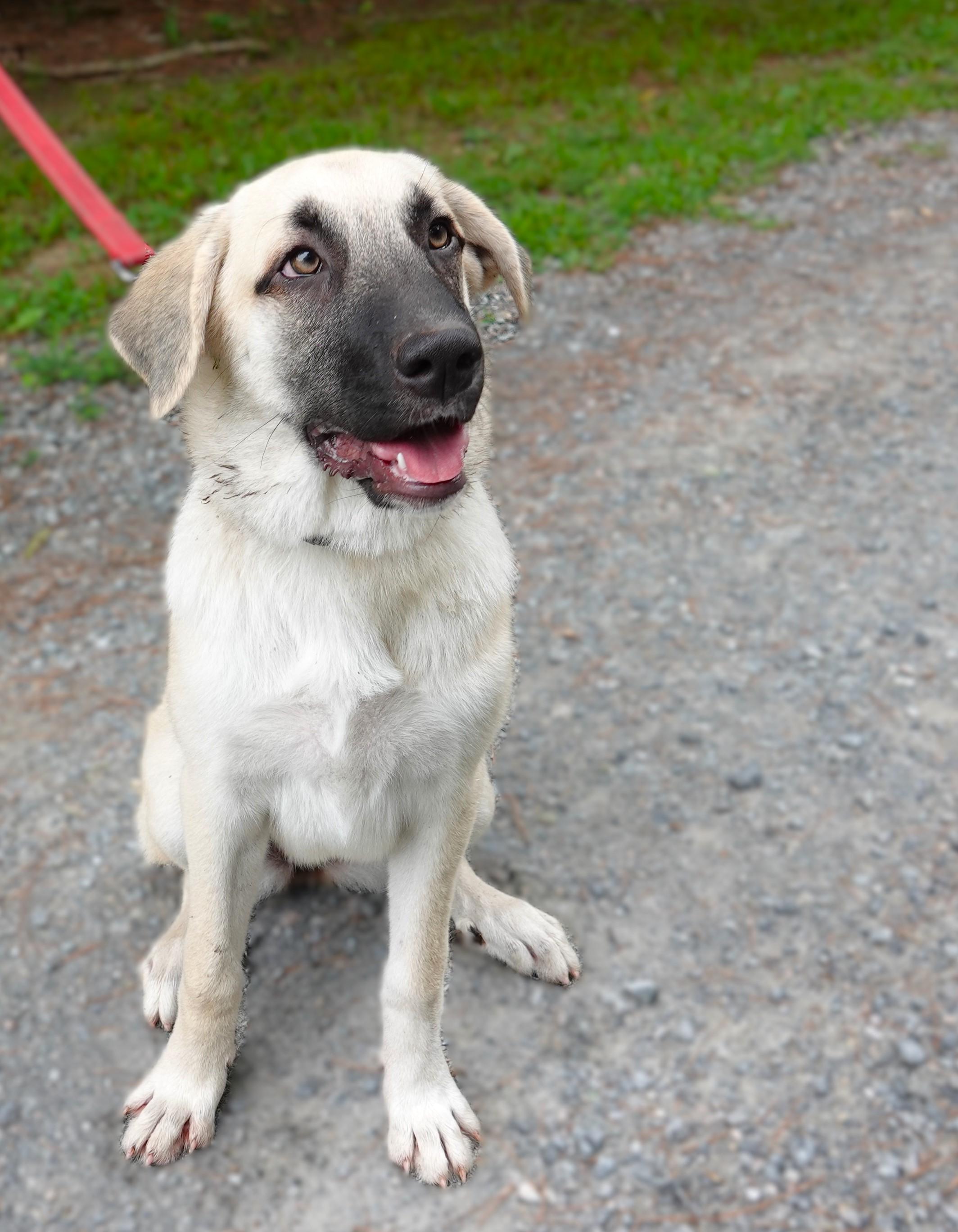 Sydney, a Adoptable mixed breed in Richmond, VA image 1/4