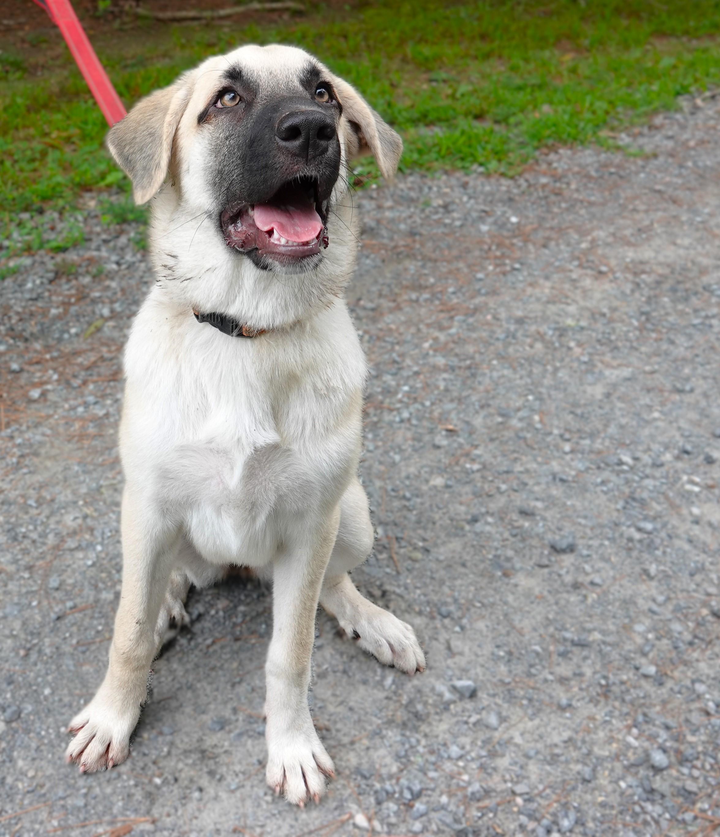 Sydney, a Adoptable mixed breed in Richmond, VA image 3/4