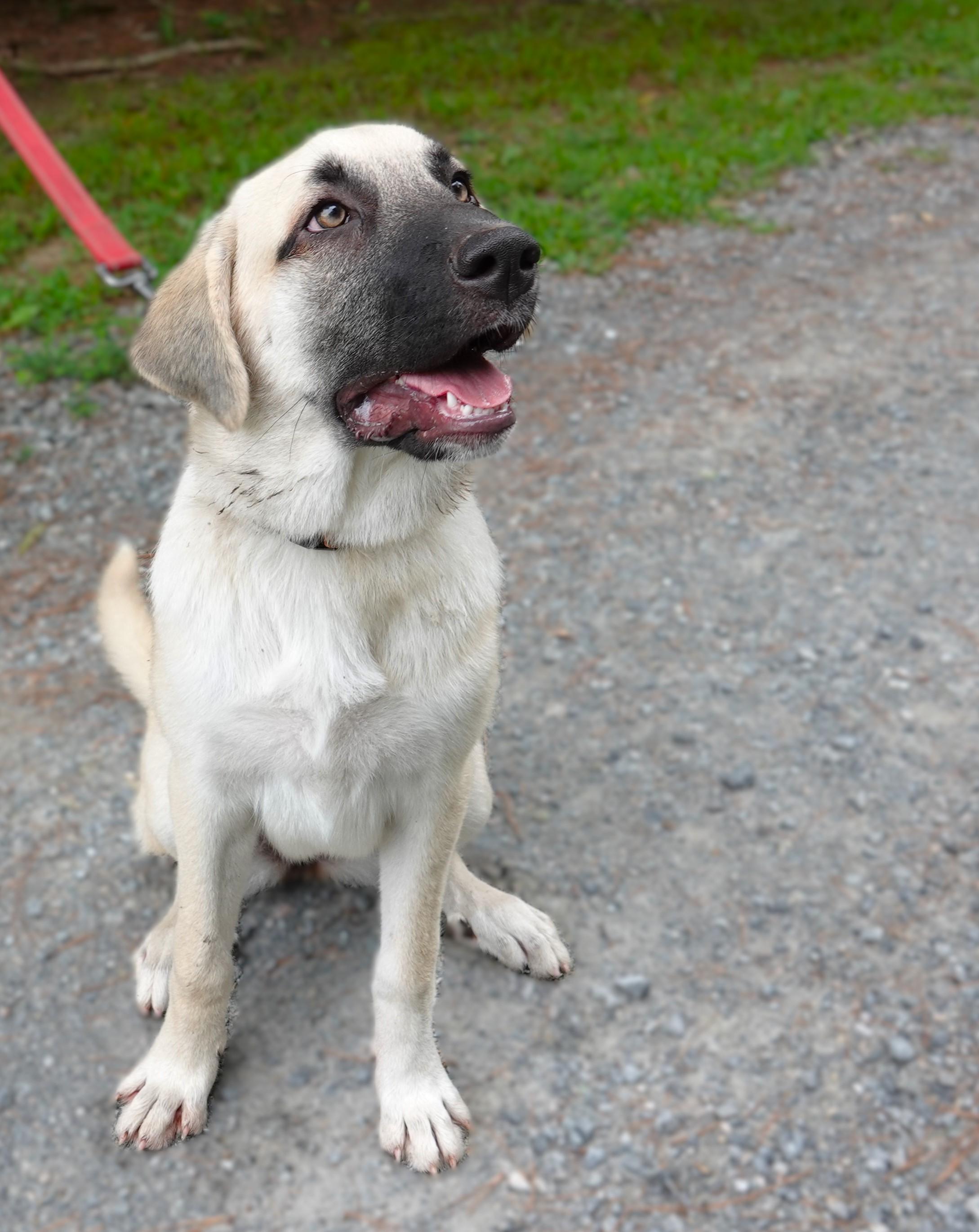 Sydney, a Adoptable mixed breed in Richmond, VA image 4/4