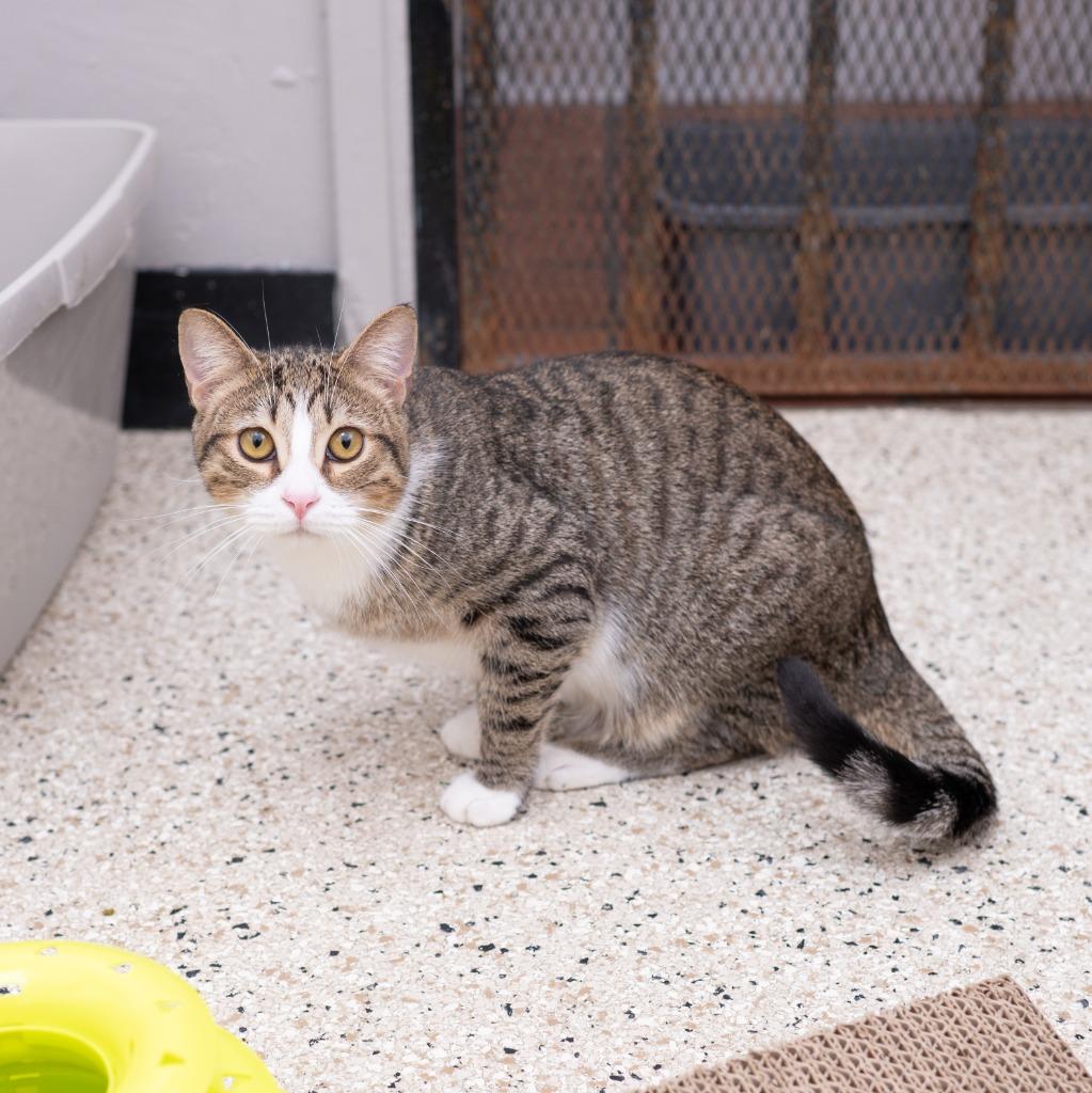 Iguana, Adoptable, Young Male Domestic Short Hair.