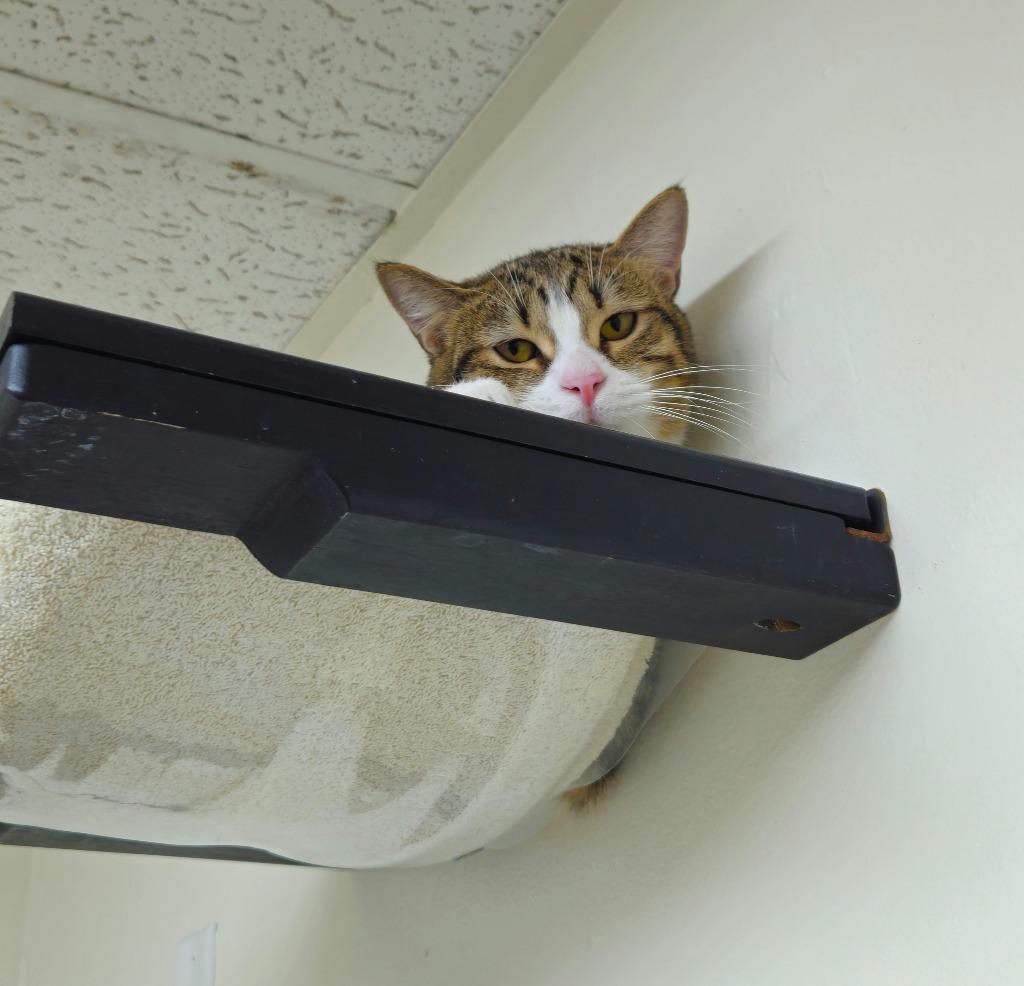 Iguana, Adoptable, Young Male Domestic Short Hair.