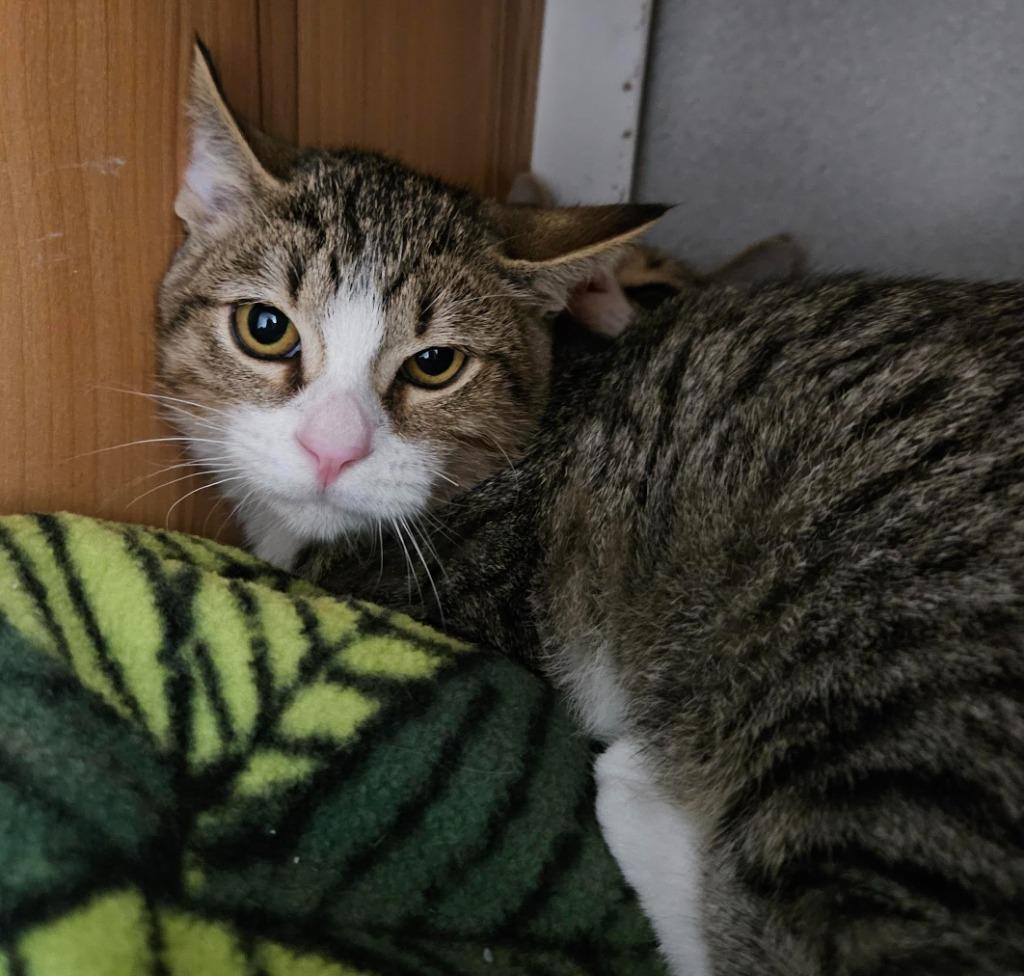 Iguana, Adoptable, Young Male Domestic Short Hair.