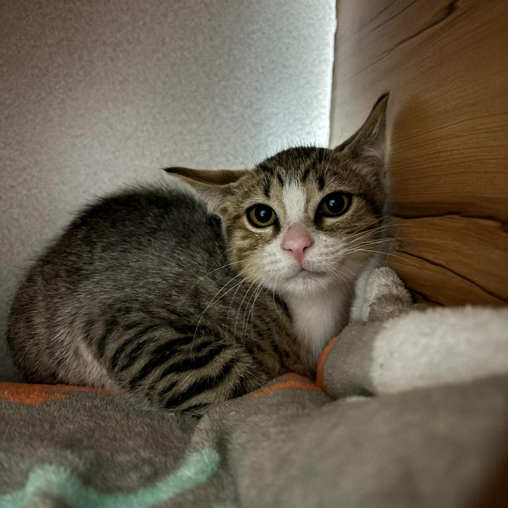 Enlarge Iguana, a Adoptable mixed breed in Los Angeles, CA image 3/6