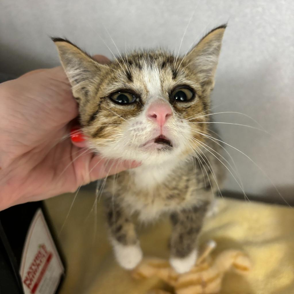 Iguana, a Adoptable mixed breed in Los Angeles, CA image 3/6