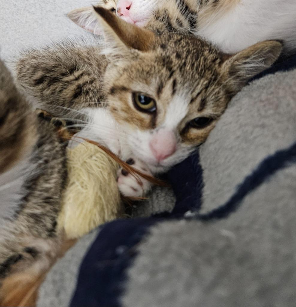 Iguana, a Adoptable mixed breed in Los Angeles, CA image 5/6