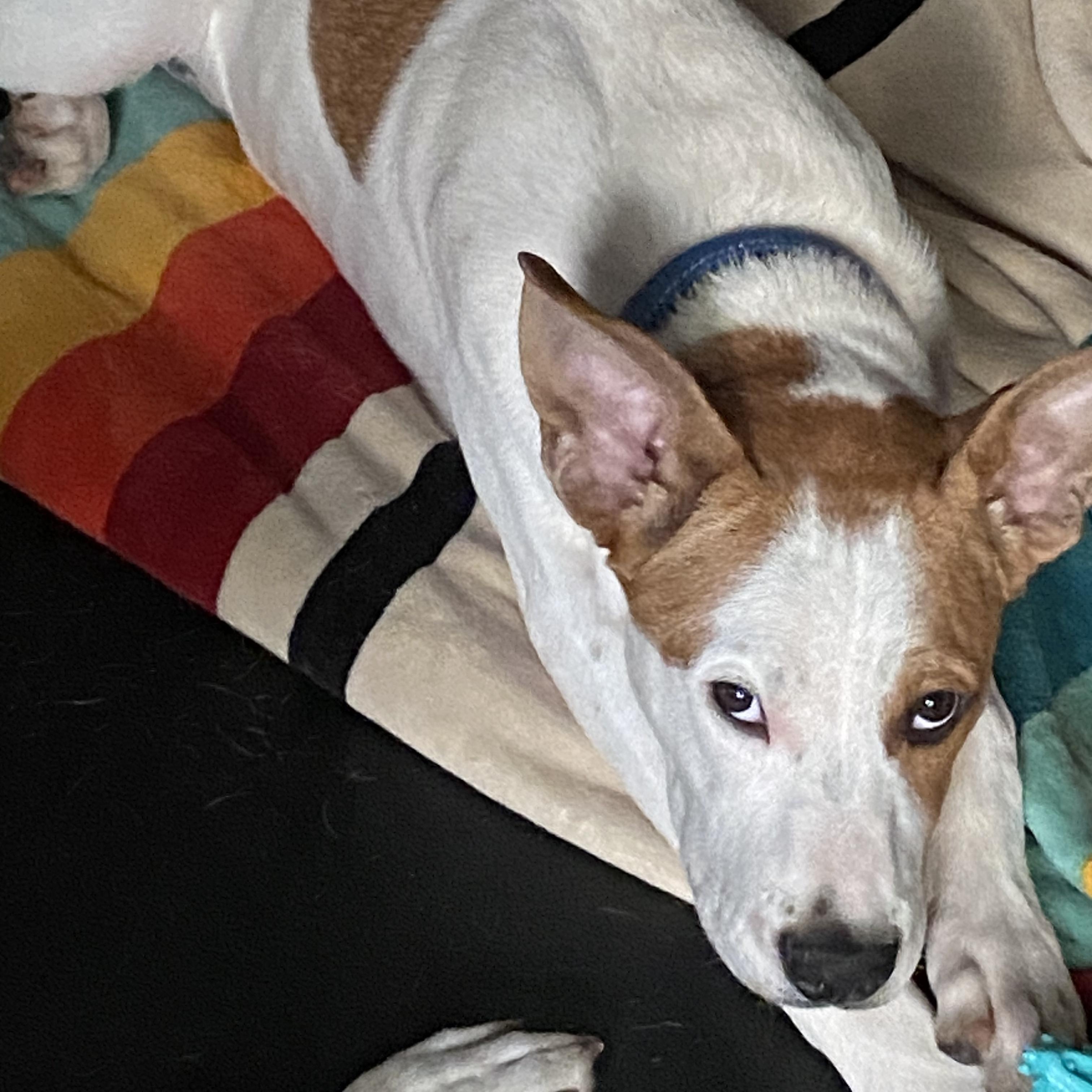 Enlarge Orion, a ADOPTABLE mixed breed in Roswell, GA image 3/3