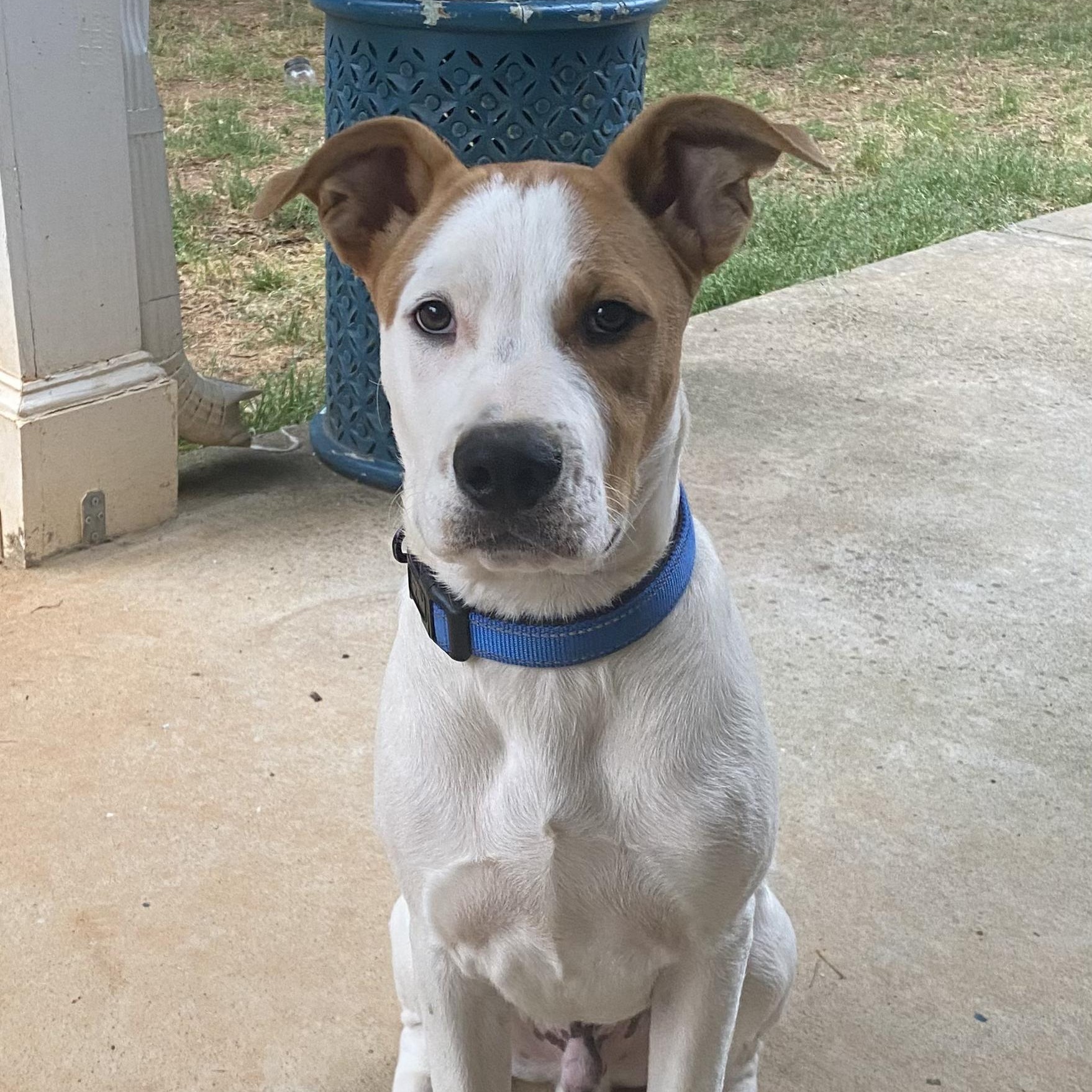 Enlarge Orion, a ADOPTABLE mixed breed in Roswell, GA image 2/3