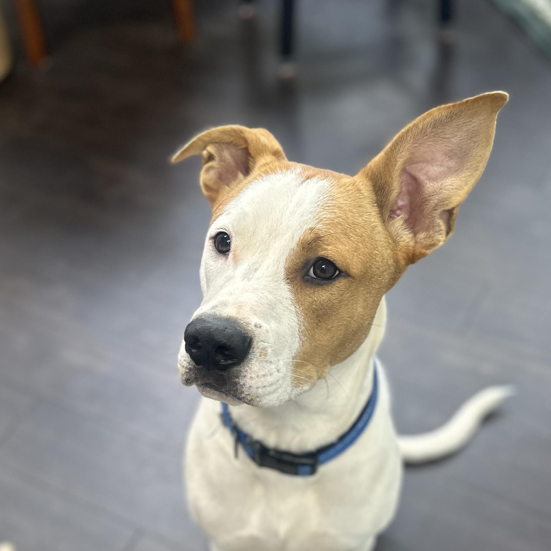 Orion, ADOPTABLE, Young Male Labrador Retriever.