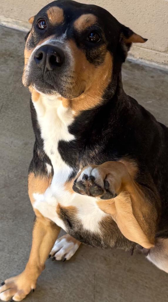 RAVEN DOG, Adoptable, Adult Female Pit Bull Terrier.