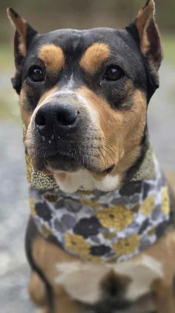 RAVEN DOG, a Adoptable Pit Bull Terrier in Elizabethton, TN image 2/3