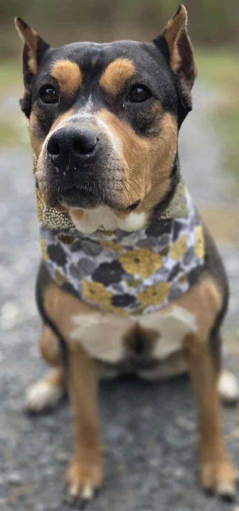 RAVEN DOG, a Adoptable Pit Bull Terrier in Elizabethton, TN image 3/3
