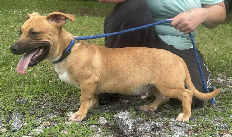 260560 Blake, Adoptable, Young Male Terrier.