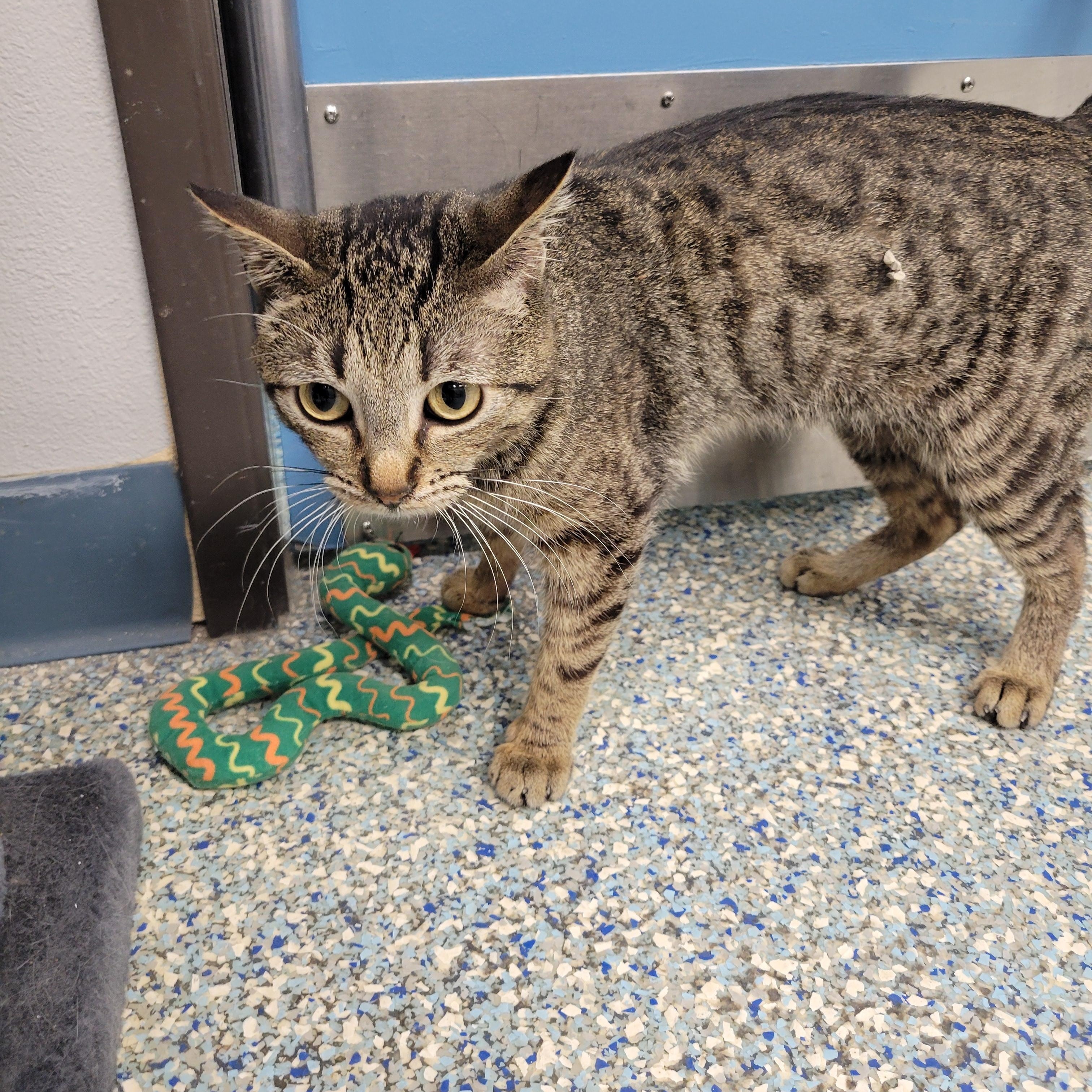 Alfie, a Adoptable Domestic Short Hair in Cathedral City, CA image 2/2