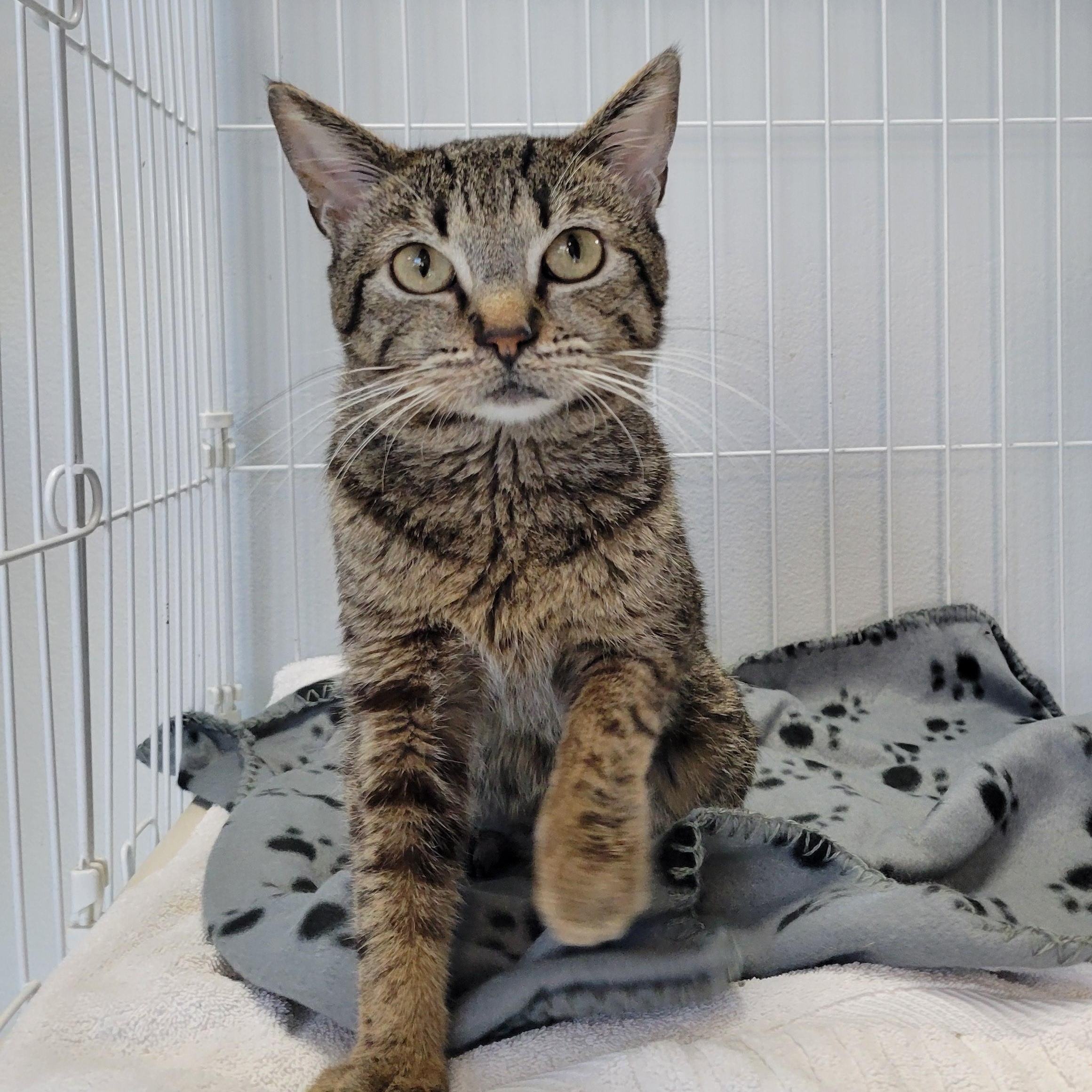 Alfie, a Adoptable Domestic Short Hair in Cathedral City, CA image 1/2