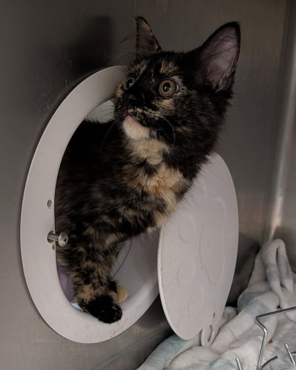 Enlarge Swan (Tundra's Foster Kitten) (Spayed) (Photos June-July 2026), an adopted mixed breed in Marietta, OH image 4/6