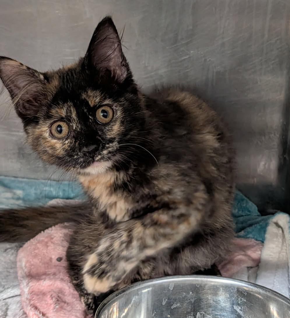 Enlarge Swan (Tundra's Foster Kitten) (Spayed) (Photos June-July 2026), an adopted mixed breed in Marietta, OH image 2/6
