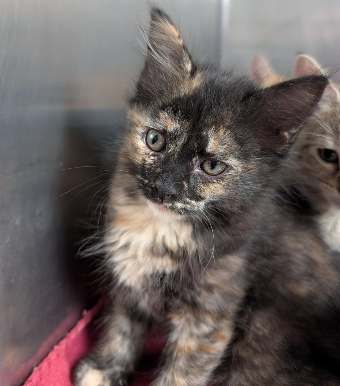 Enlarge Swan (Tundra's Foster Kitten) (Spayed) (Photos June-July 2026), an adopted mixed breed in Marietta, OH image 6/6
