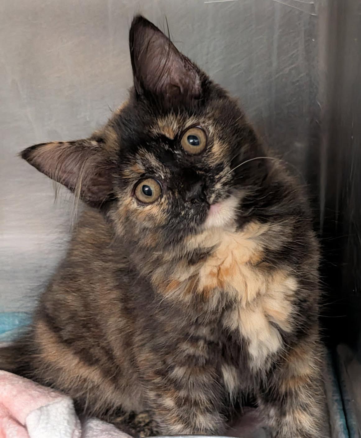 Swan (Tundra's Foster Kitten) (Spayed) (Photos June-July 2026), adopted, Kitten Female Tortoiseshell & Domestic Short Hair.