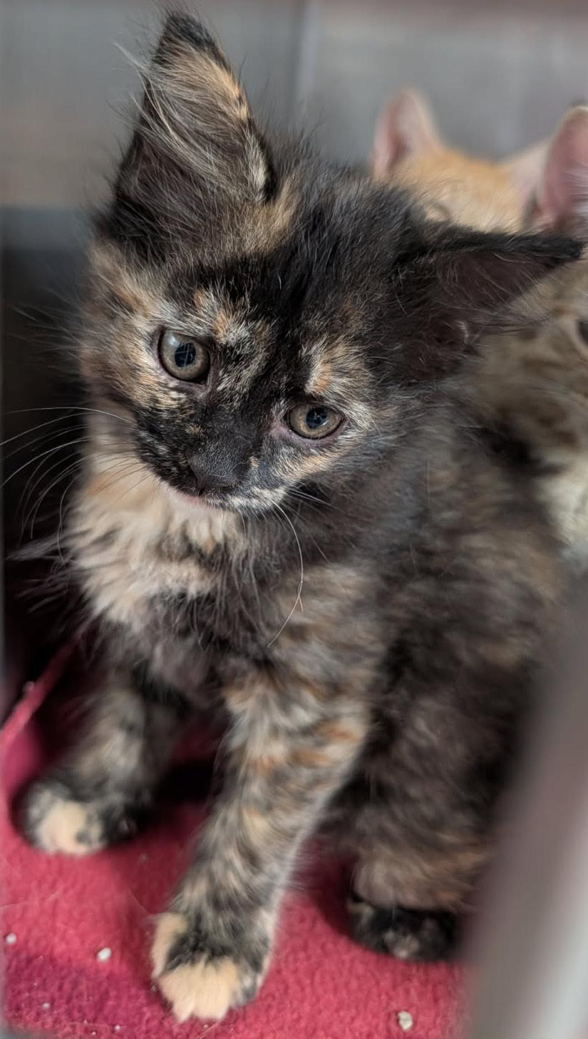 Enlarge Swan (Tundra's Foster Kitten) (Spayed) (Photos June-July 2026), an adopted mixed breed in Marietta, OH image 5/6