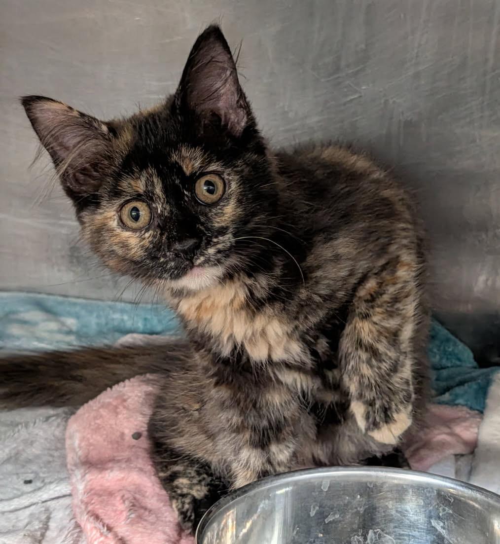 Enlarge Swan (Tundra's Foster Kitten) (Spayed) (Photos June-July 2026), an adopted mixed breed in Marietta, OH image 3/6
