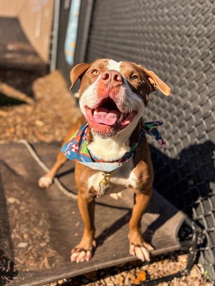 Gigglebones thumbnail 3