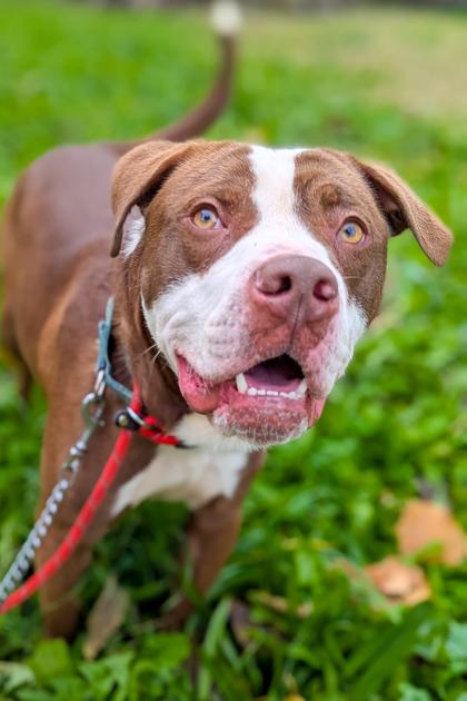 Gigglebones thumbnail 4