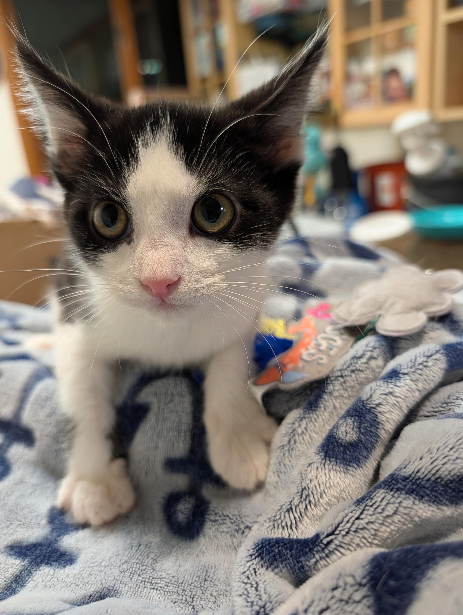 Pepsi, ADOPTABLE, Young Male Domestic Short Hair.