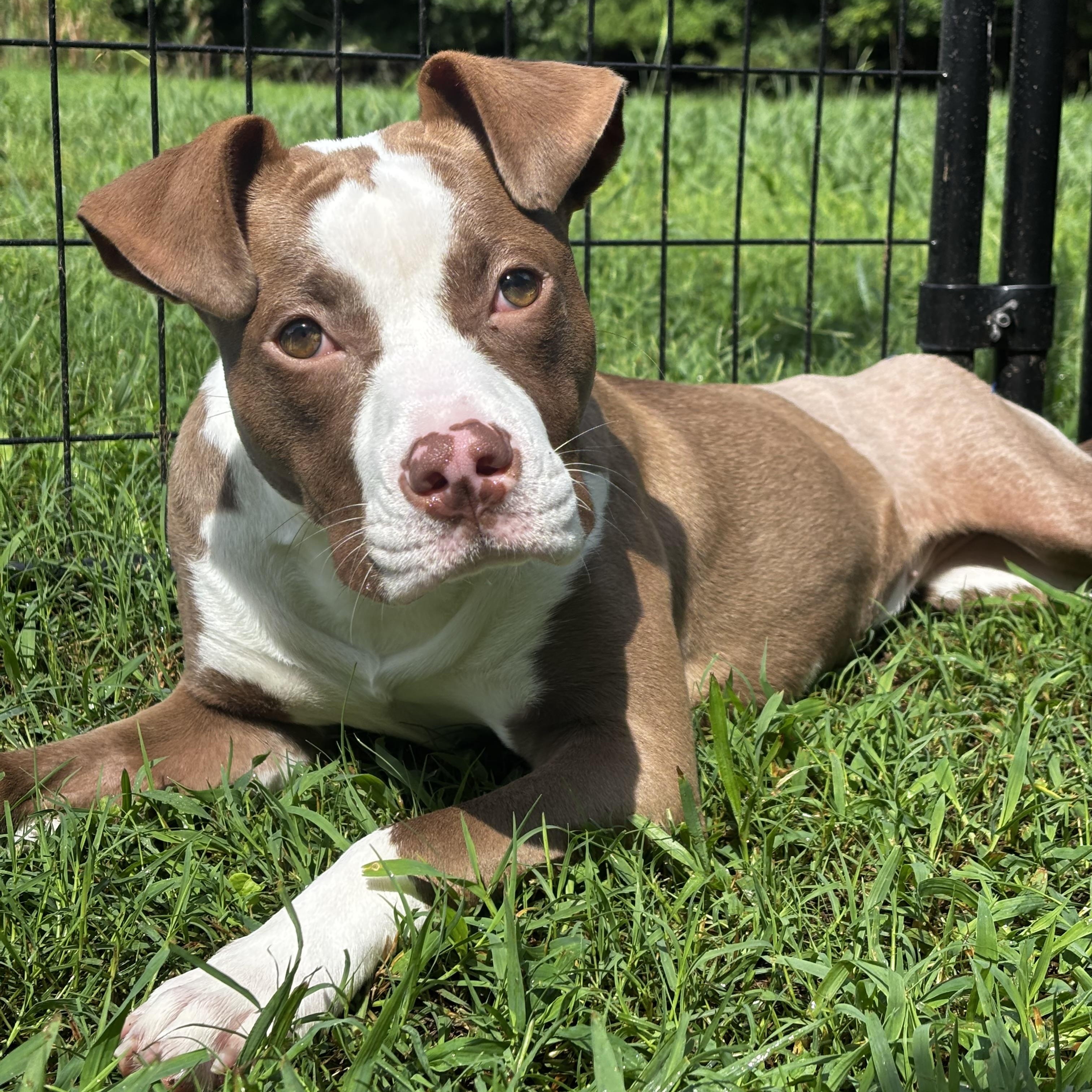 Enlarge Sunshine, a Adoptable mixed breed in Midlothian, VA image 2/4