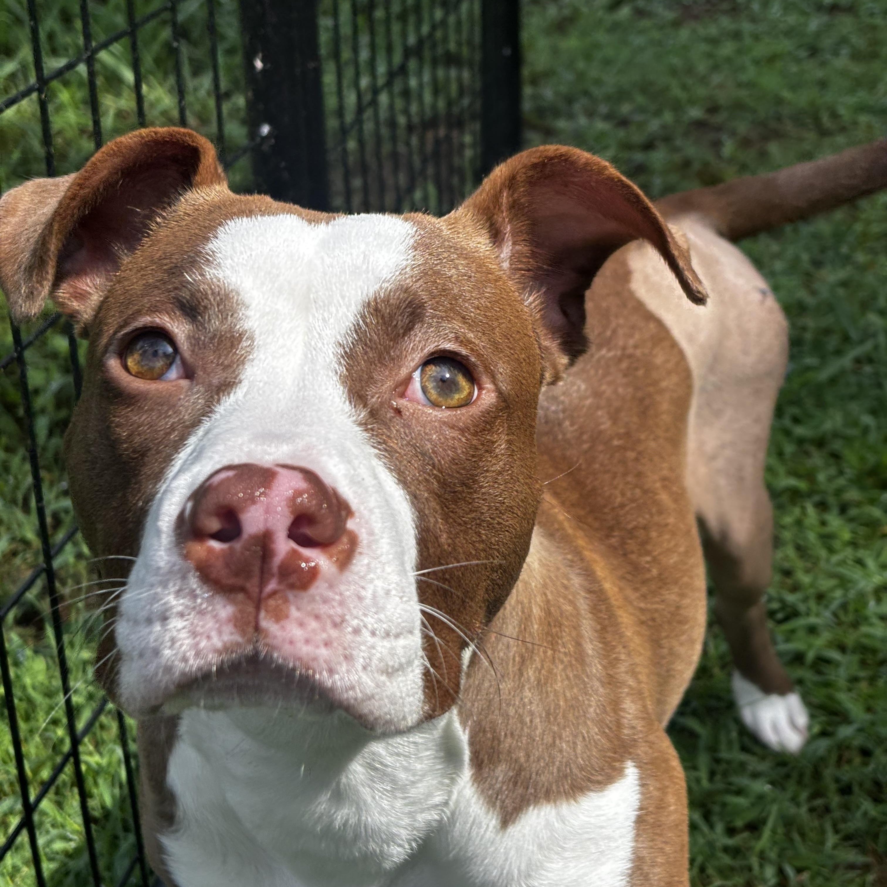 Sunshine, Adoptable, Young Female Pit Bull Terrier.