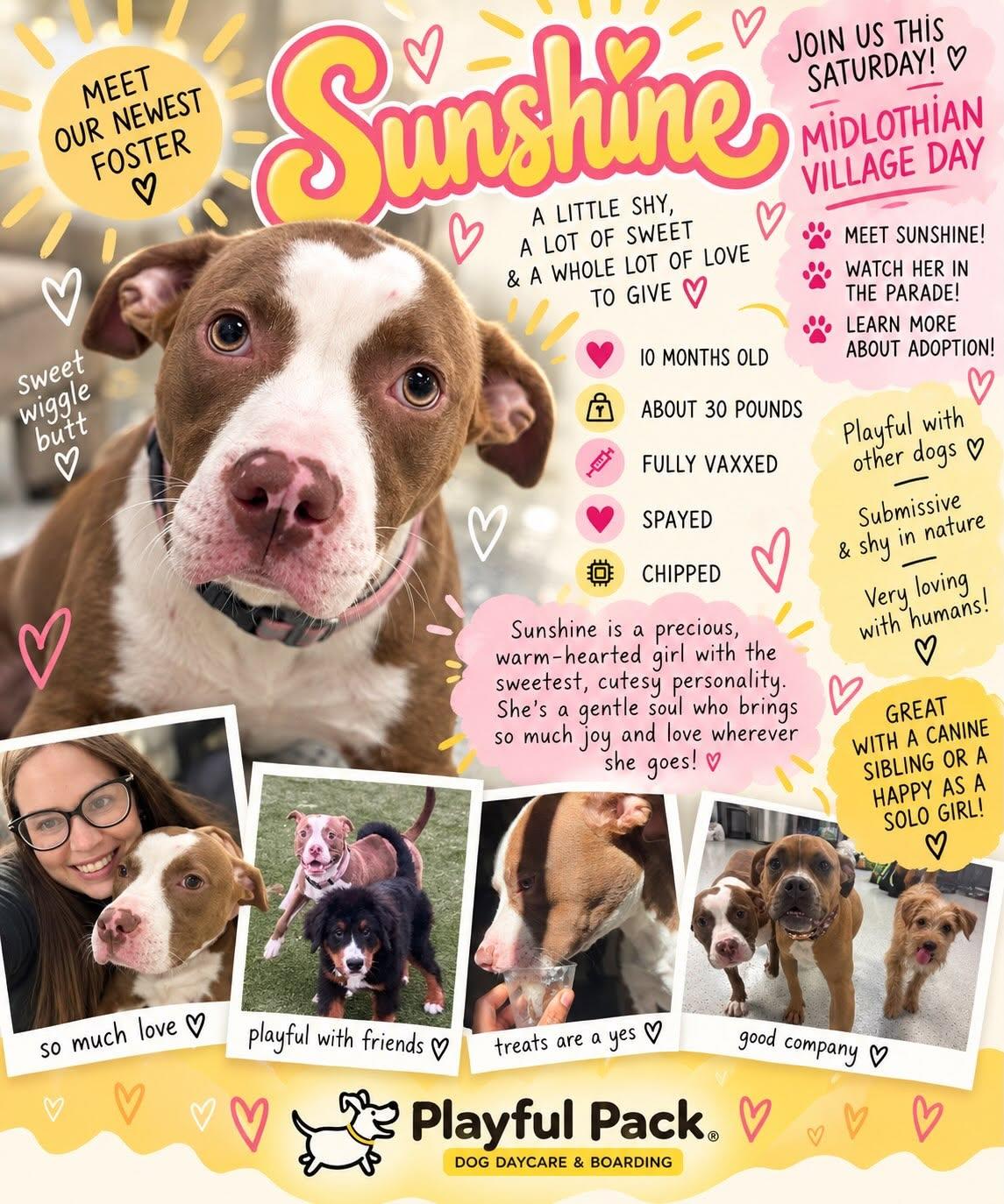 Enlarge Sunshine, a Adoptable mixed breed in Midlothian, VA image 3/4