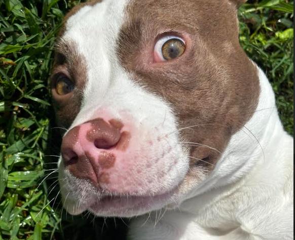 Enlarge Sunshine, a Adoptable mixed breed in Midlothian, VA image 4/4