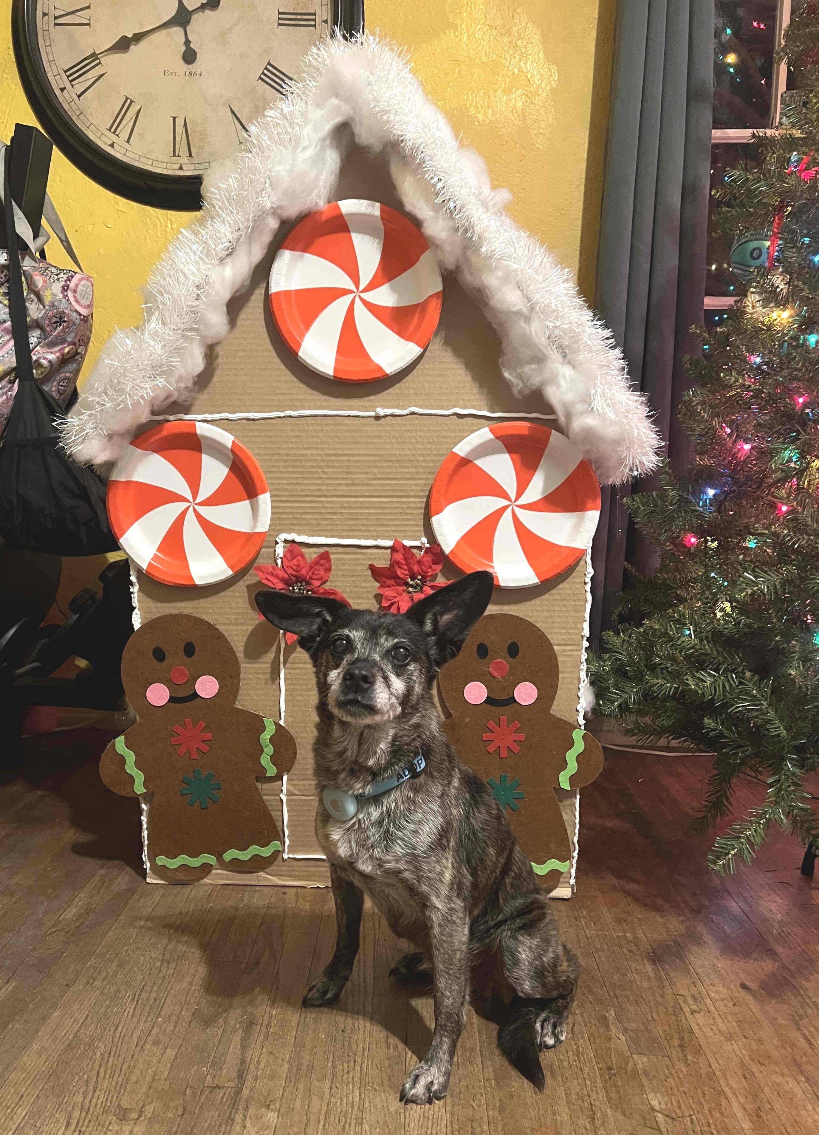 Enlarge Princess, a ADOPTABLE mixed breed in Venice, CA image 3/5