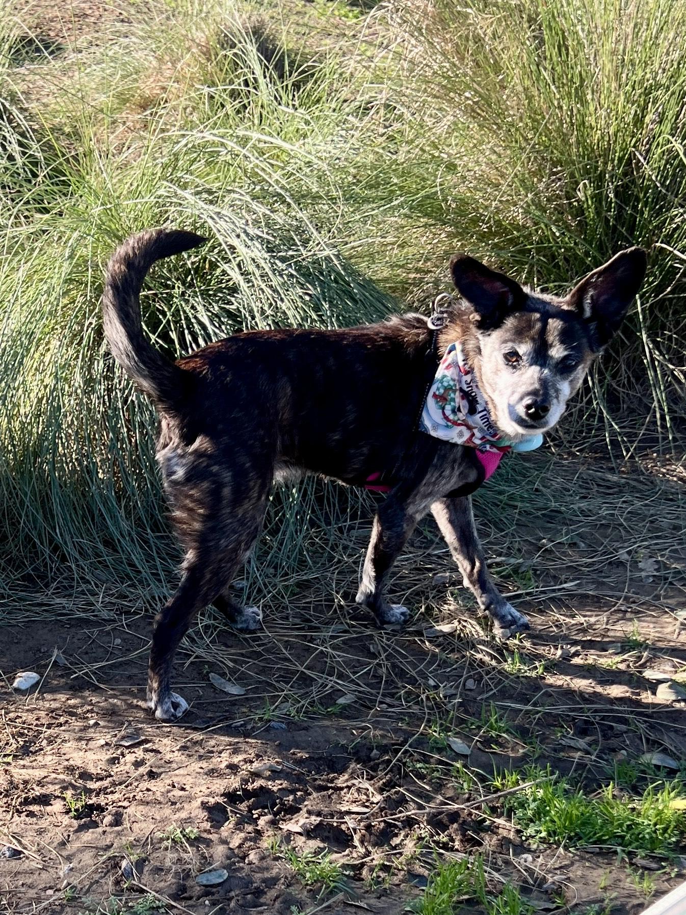 Enlarge Princess, a ADOPTABLE mixed breed in Venice, CA image 4/5