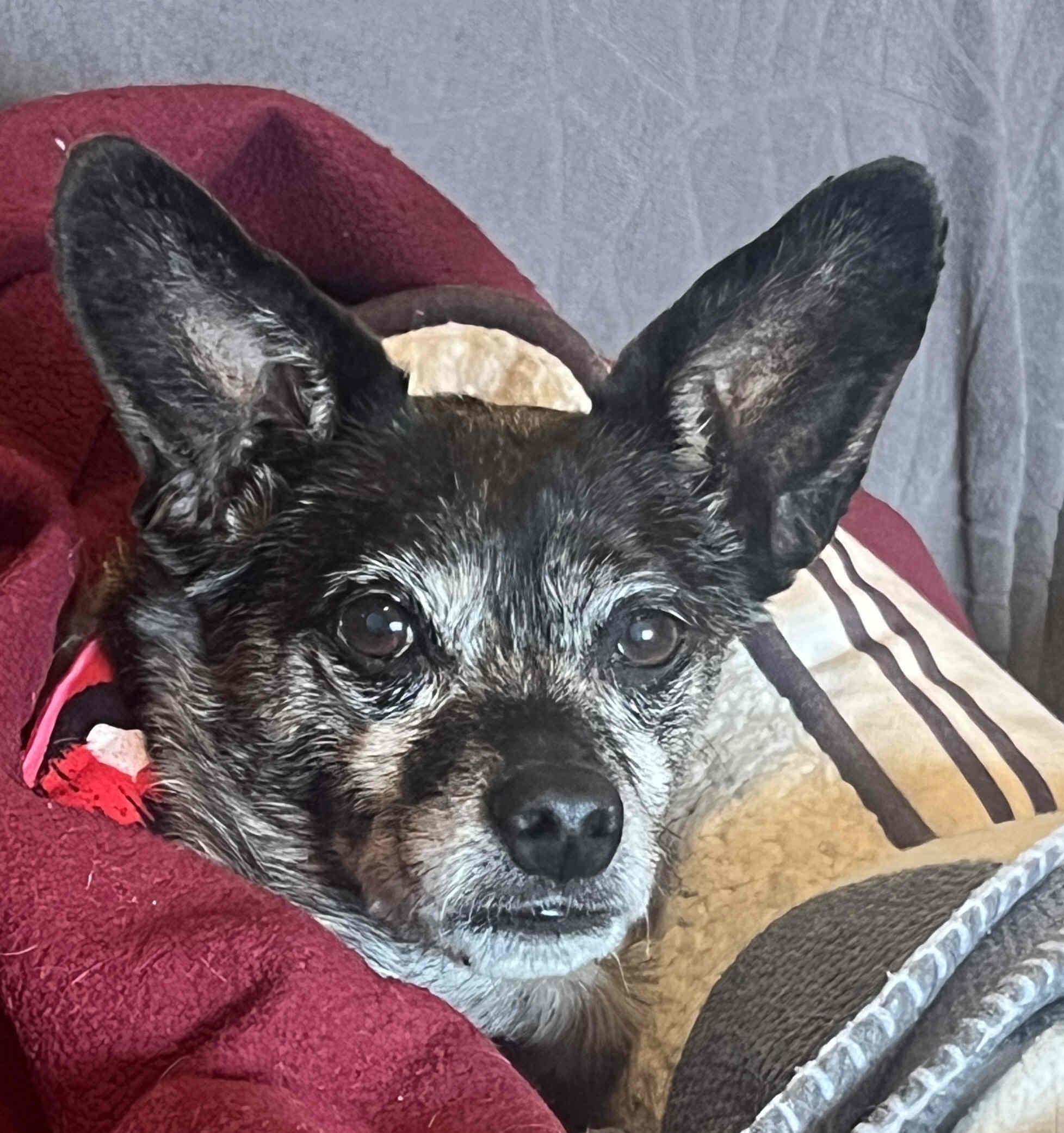 Enlarge Princess, a ADOPTABLE mixed breed in Venice, CA image 2/5