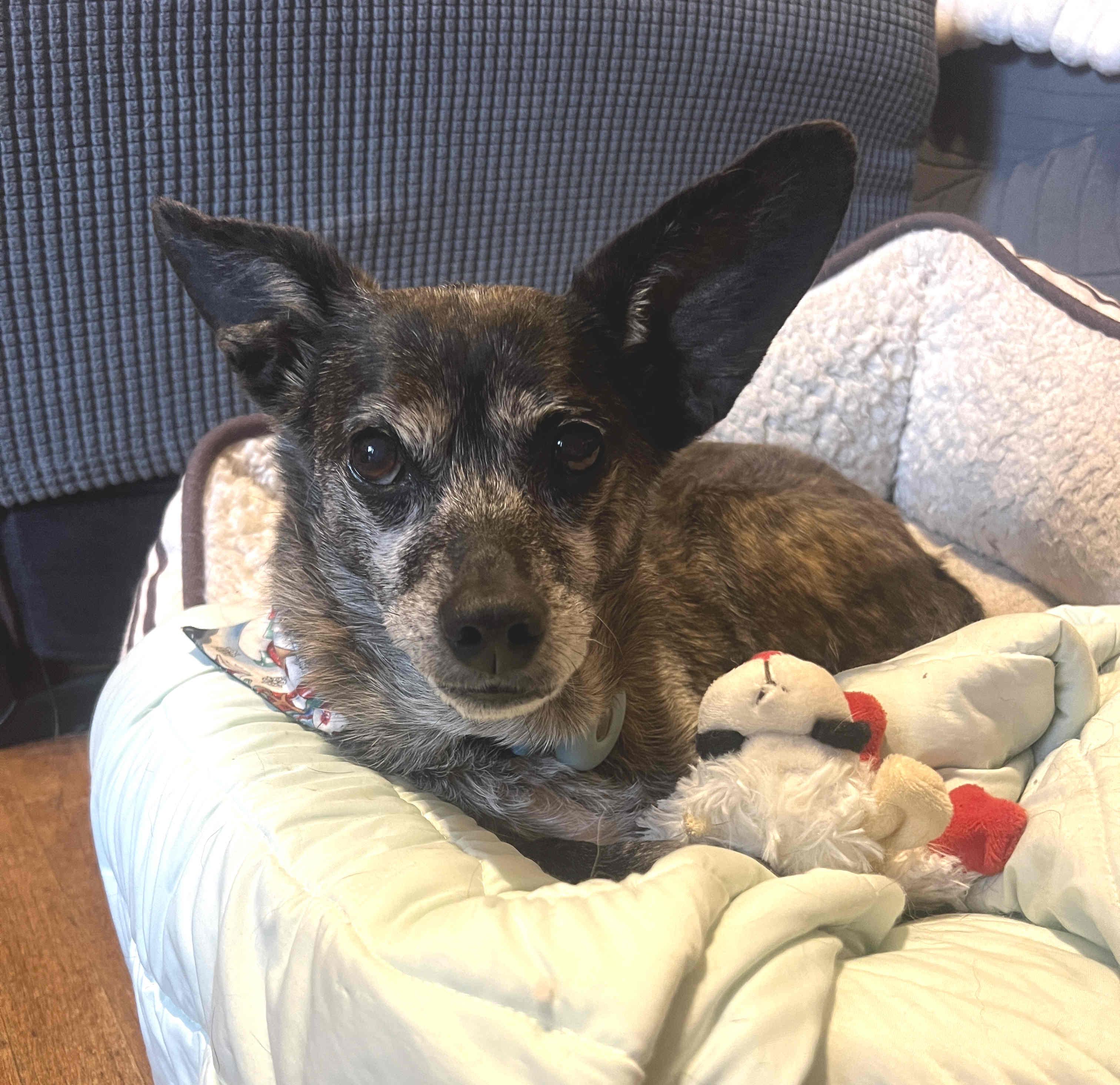Princess, ADOPTABLE, Adult Female Australian Cattle Dog / Blue Heeler & Chihuahua.