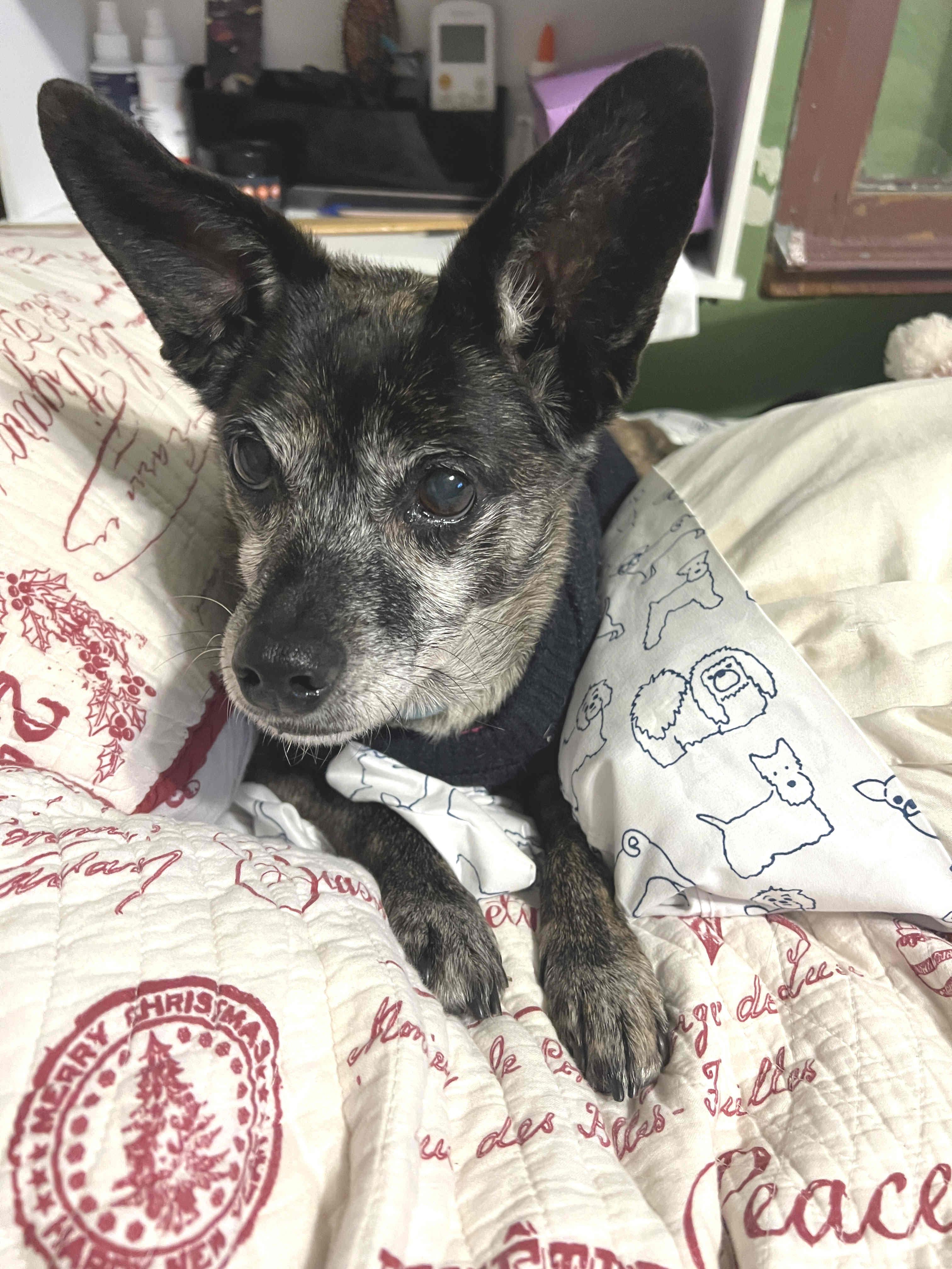 Enlarge Princess, a ADOPTABLE mixed breed in Venice, CA image 5/5