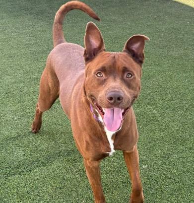 Enlarge HAZE, a Adoptable mixed breed in Camarillo, CA image 1/1