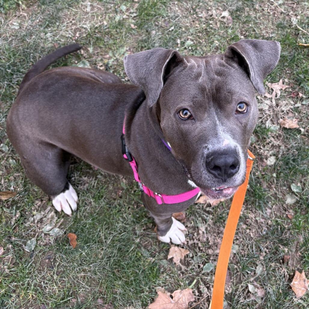 Tribeca, a Adoptable Mixed Breed in Pittsburgh, PA image 1/5
