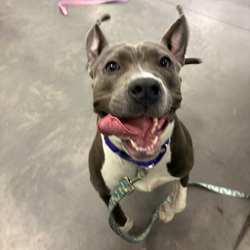 Tribeca, a Adoptable Mixed Breed in Pittsburgh, PA image 2/5