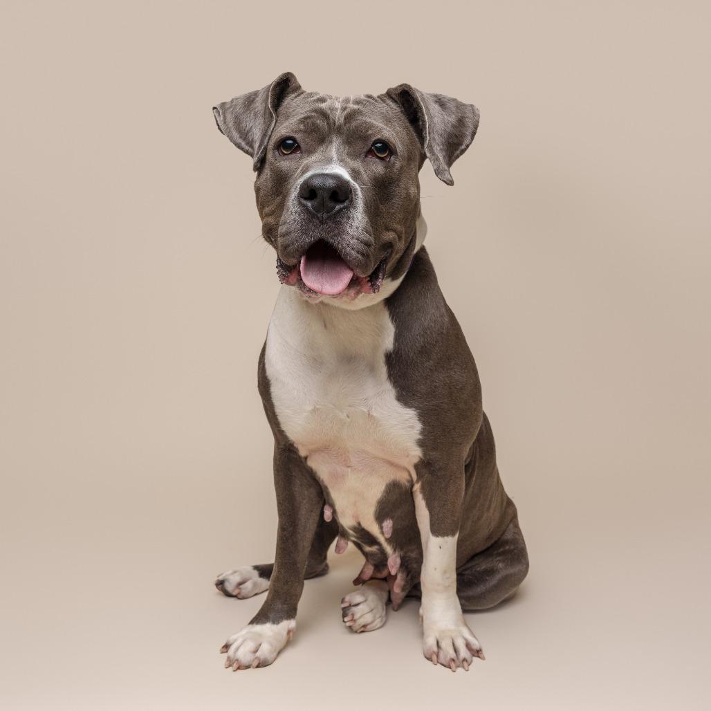 Tribeca, a Adoptable Mixed Breed in Pittsburgh, PA image 3/5