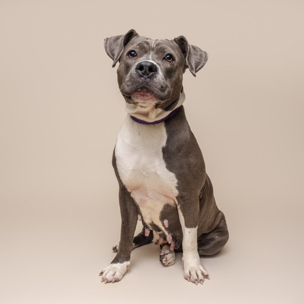 Tribeca, a Adoptable Mixed Breed in Pittsburgh, PA image 4/5