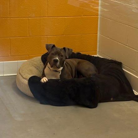 Tribeca, a Adoptable Mixed Breed in Pittsburgh, PA image 5/5